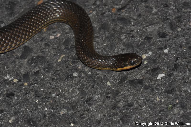 Gulf Crayfish Snake (Regina rigida sinicola)