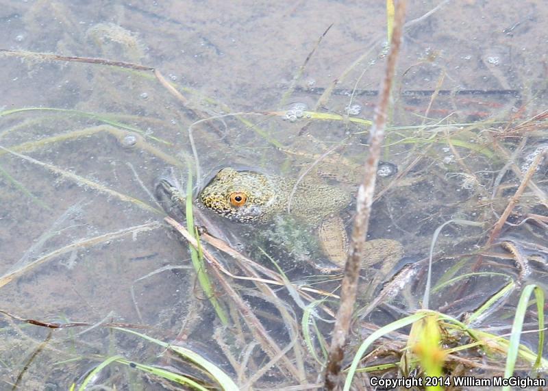 River Frog (Lithobates heckscheri)