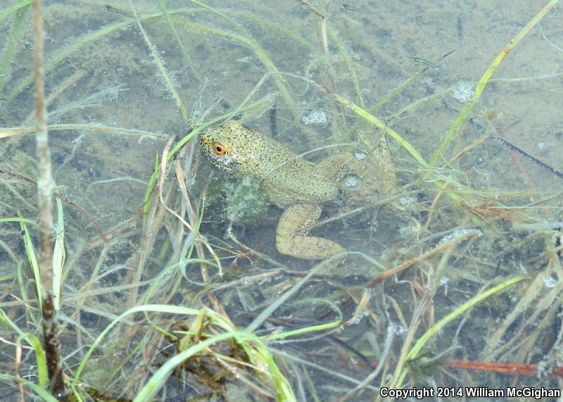 River Frog (Lithobates heckscheri)