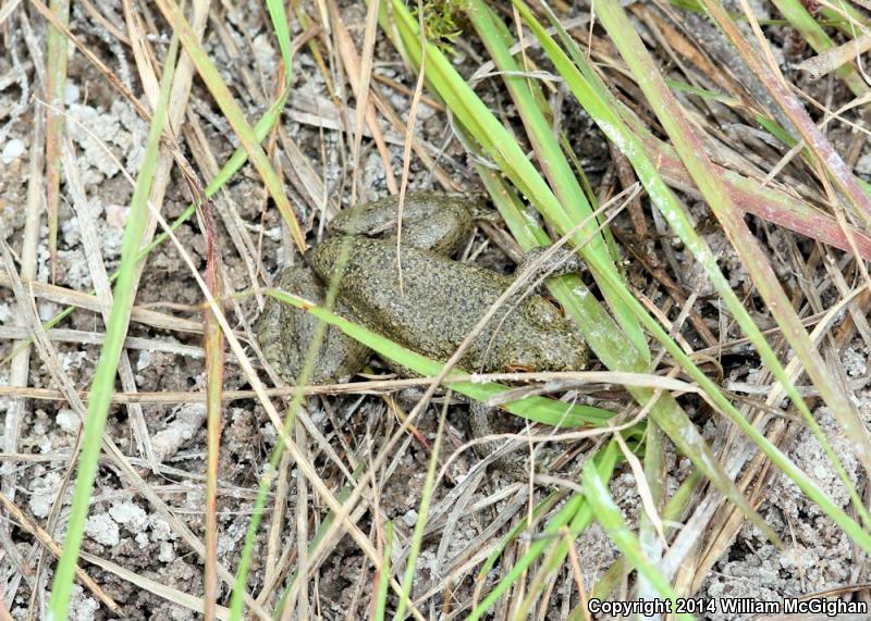 River Frog (Lithobates heckscheri)