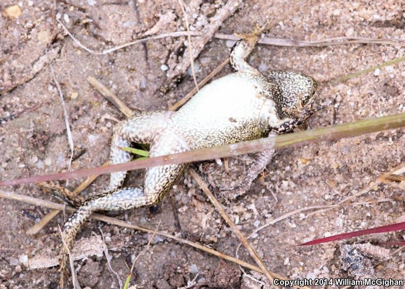 River Frog (Lithobates heckscheri)