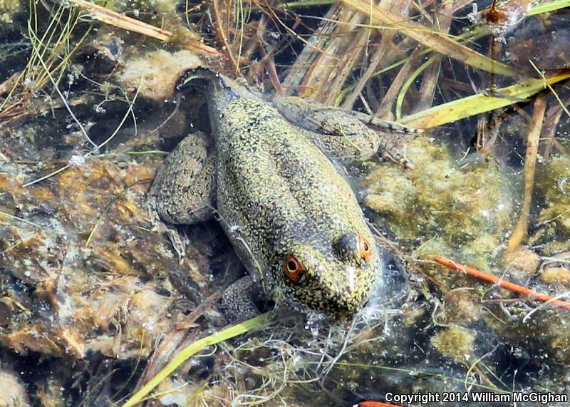 River Frog (Lithobates heckscheri)