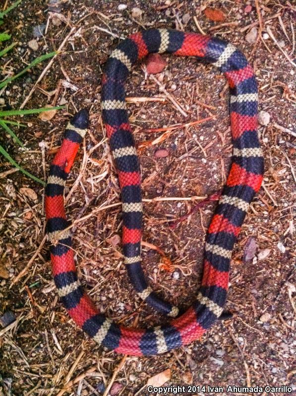 Jalisco Milksnake (Lampropeltis triangulum arcifera)