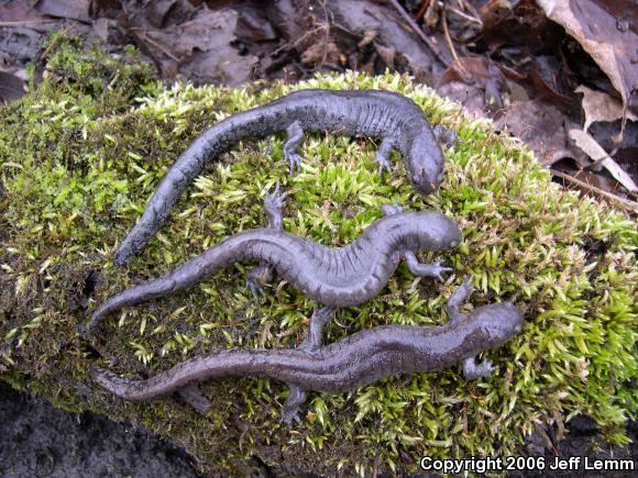 Streamside Salamander (Ambystoma barbouri)