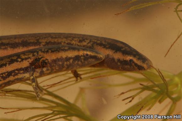 Slender Dwarf Siren (Pseudobranchus striatus spheniscus)