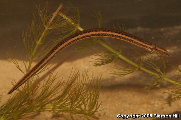 Slender Dwarf Siren (Pseudobranchus striatus spheniscus)