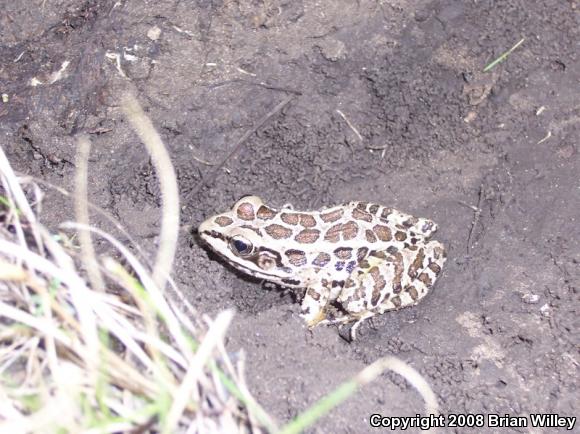 Pickerel Frog (Lithobates palustris)