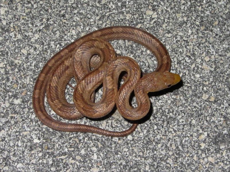 Everglades Ratsnake (Pantherophis obsoletus rossalleni)