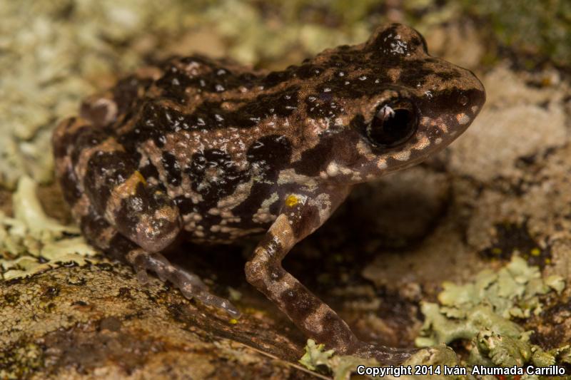 Peters's Shiny Peeping Frog (Eleutherodactylus petersi)