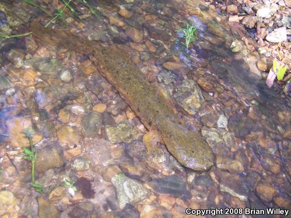 Eastern Hellbender (Cryptobranchus alleganiensis alleganiensis)