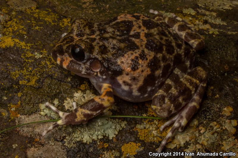 Western Barking Frog (Craugastor augusti cactorum)