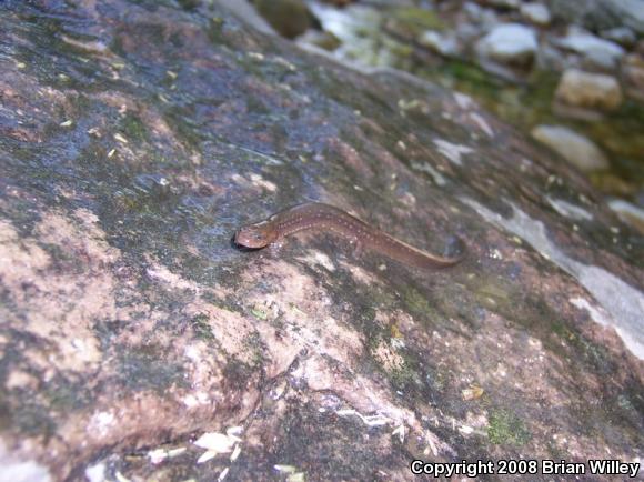 Oklahoma Salamander (Eurycea tynerensis)