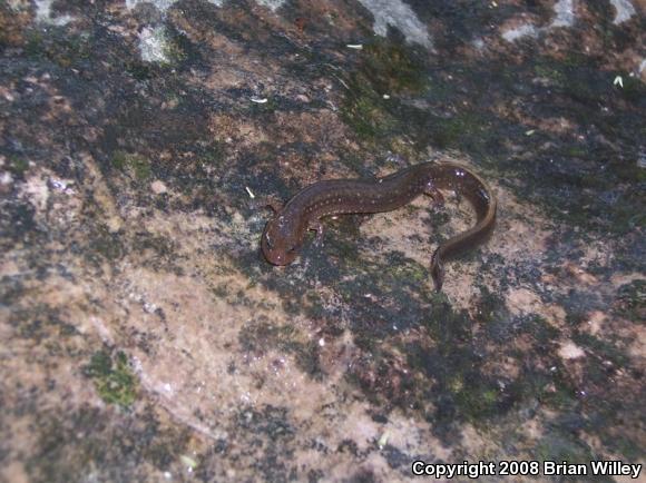 Oklahoma Salamander (Eurycea tynerensis)