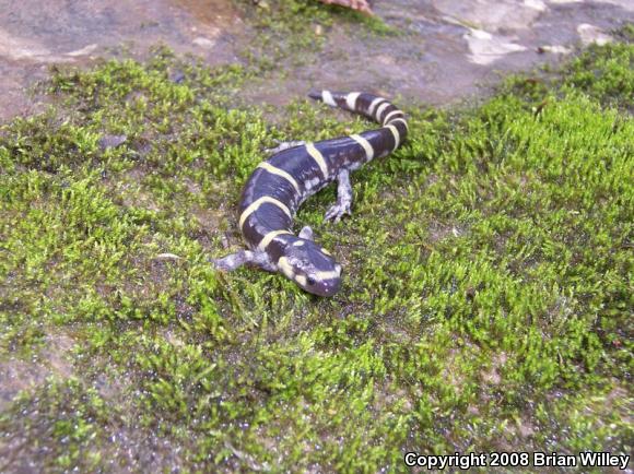 Ringed Salamander (Ambystoma annulatum)