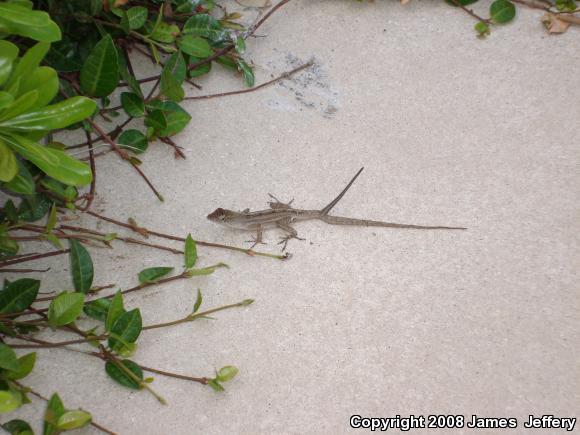 Brown Anole (Anolis sagrei)