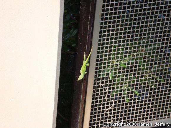 Northern Green Anole (Anolis carolinensis carolinensis)