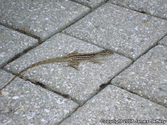 Brown Anole (Anolis sagrei)