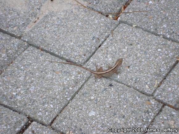 Brown Anole (Anolis sagrei)