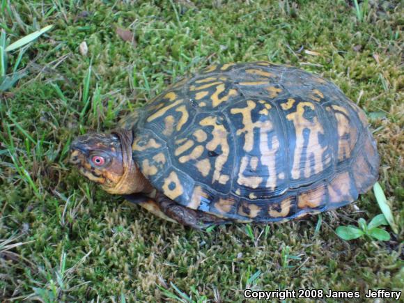 Eastern Box Turtle (Terrapene carolina carolina)