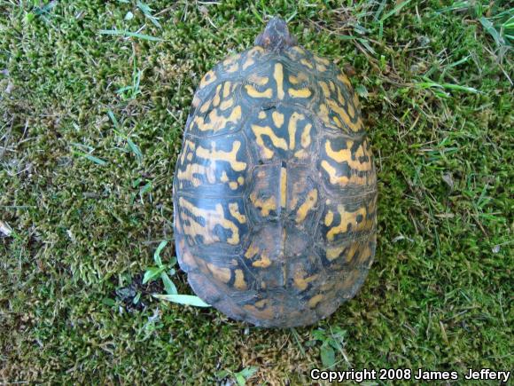 Eastern Box Turtle (Terrapene carolina carolina)