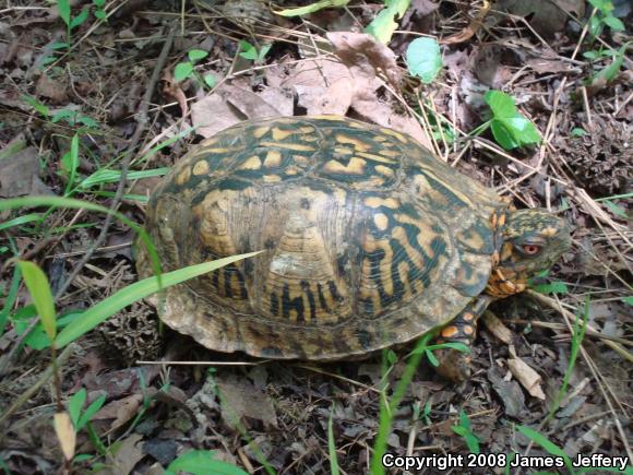 Eastern Box Turtle (Terrapene carolina carolina)