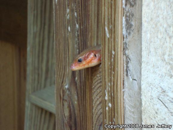 Broadhead Skink (Plestiodon laticeps)