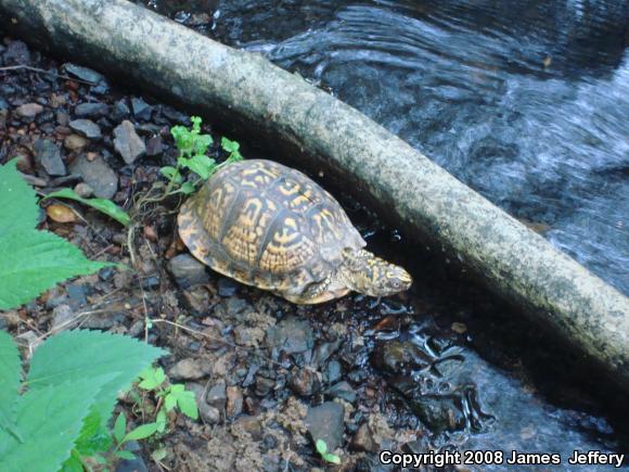 Eastern Box Turtle (Terrapene carolina carolina)