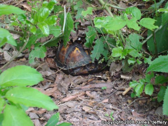 Eastern Box Turtle (Terrapene carolina carolina)