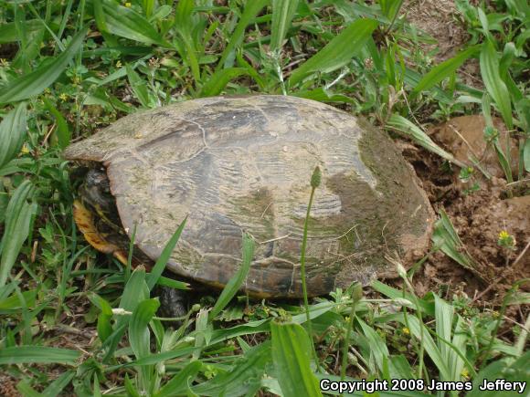 Pond Slider (Trachemys scripta)