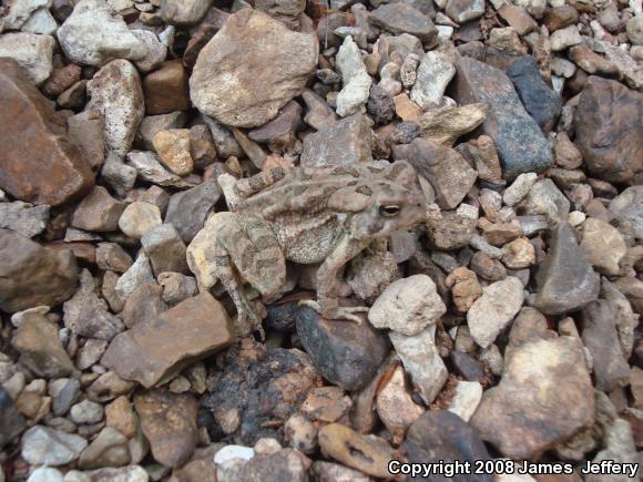 Fowler's Toad (Anaxyrus fowleri)