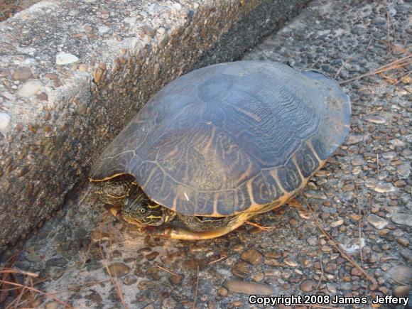 River Cooter (Pseudemys concinna)