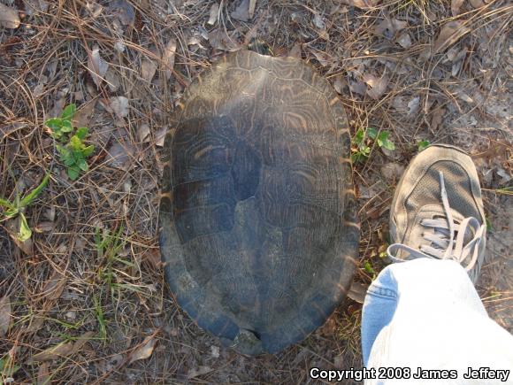 River Cooter (Pseudemys concinna)