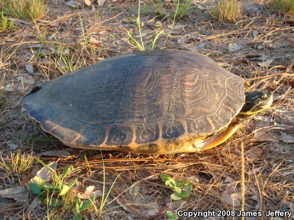 River Cooter (Pseudemys concinna)