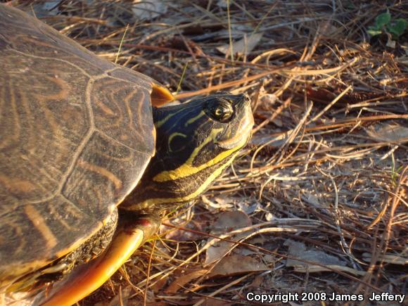 River Cooter (Pseudemys concinna)