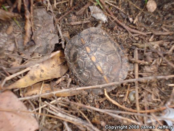 Eastern Box Turtle (Terrapene carolina)