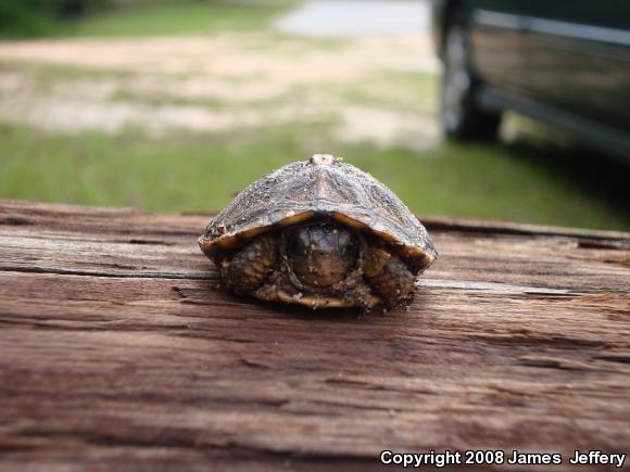 Eastern Box Turtle (Terrapene carolina)