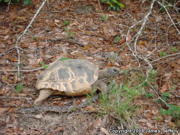 Gopher Tortoise (Gopherus polyphemus)