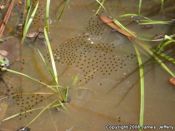 Eastern Narrow-mouthed Toad (Gastrophryne carolinensis)