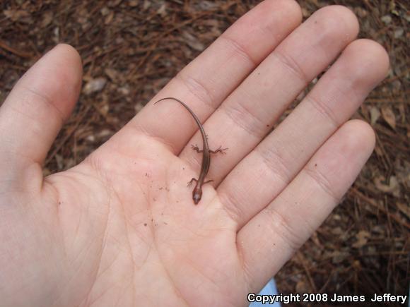 Little Brown Skink (Scincella lateralis)