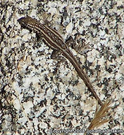 Western Side-blotched Lizard (Uta stansburiana elegans)