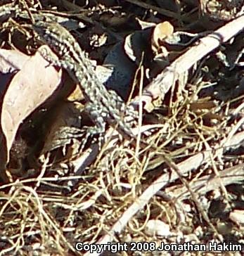 Western Side-blotched Lizard (Uta stansburiana elegans)