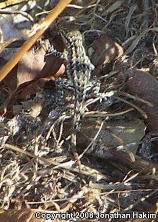 Western Side-blotched Lizard (Uta stansburiana elegans)