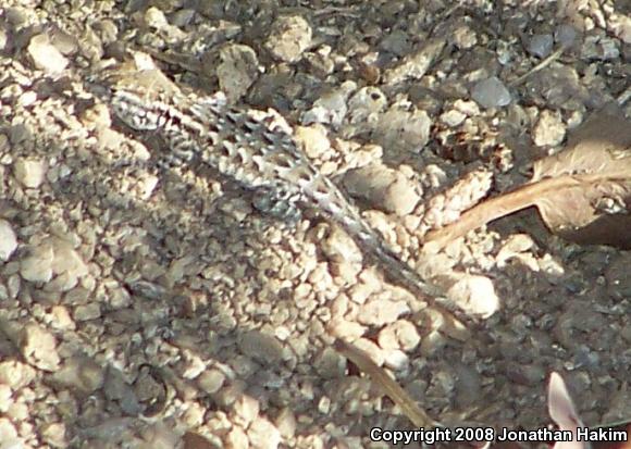 Western Side-blotched Lizard (Uta stansburiana elegans)