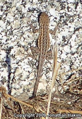 Western Side-blotched Lizard (Uta stansburiana elegans)