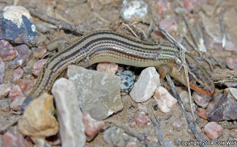 Northern Many-lined Skink (Plestiodon multivirgatus multivirgatus)