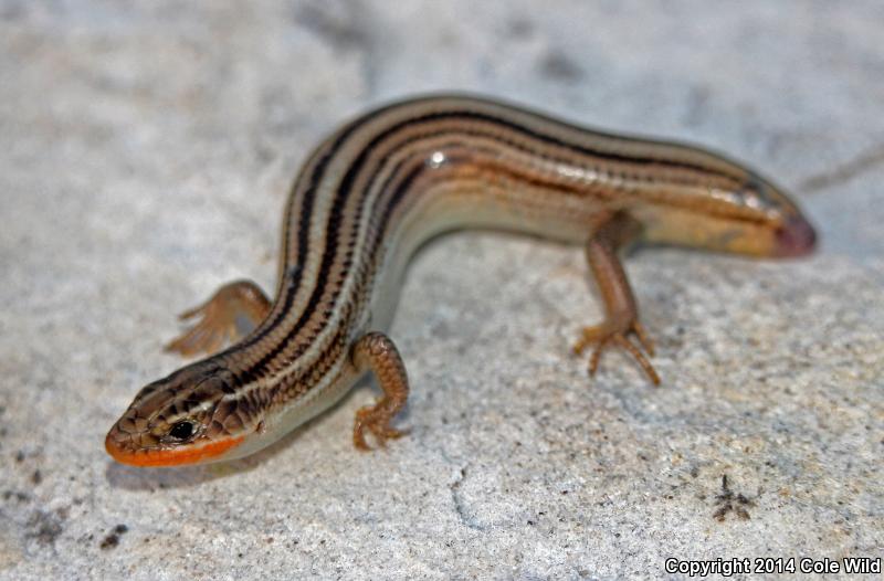 Northern Many-lined Skink (Plestiodon multivirgatus multivirgatus)