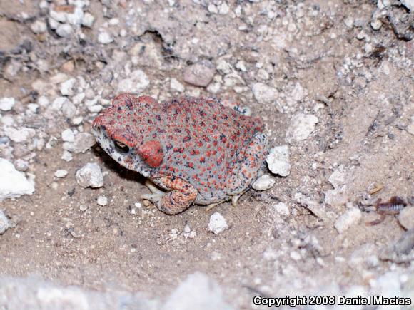 Red-spotted Toad (Anaxyrus punctatus)