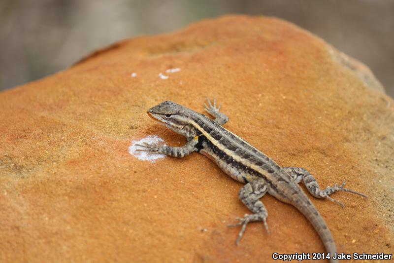 Texas Rose-bellied Lizard (Sceloporus variabilis marmoratus)