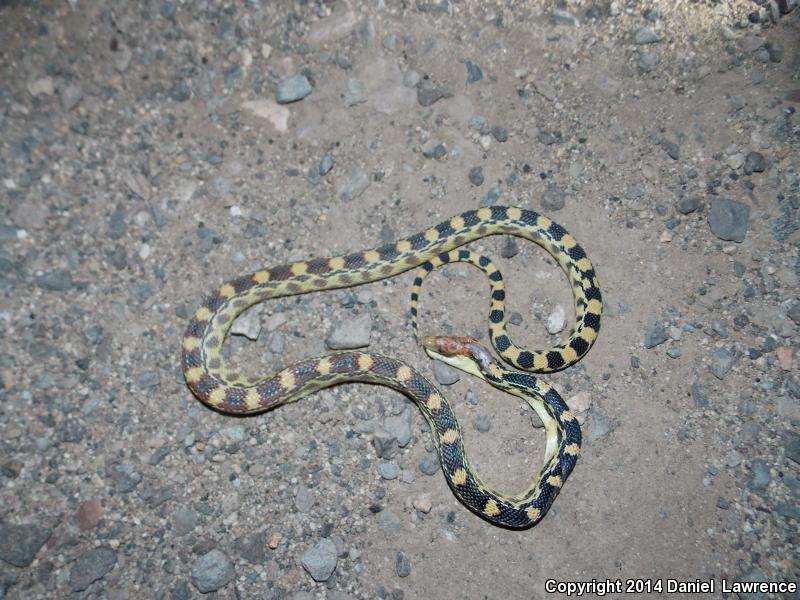 Baja California Gophersnake (Pituophis catenifer bimaris)