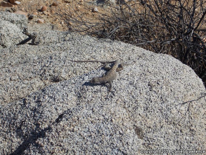 Cope's Leopard Lizard (Gambelia copei)